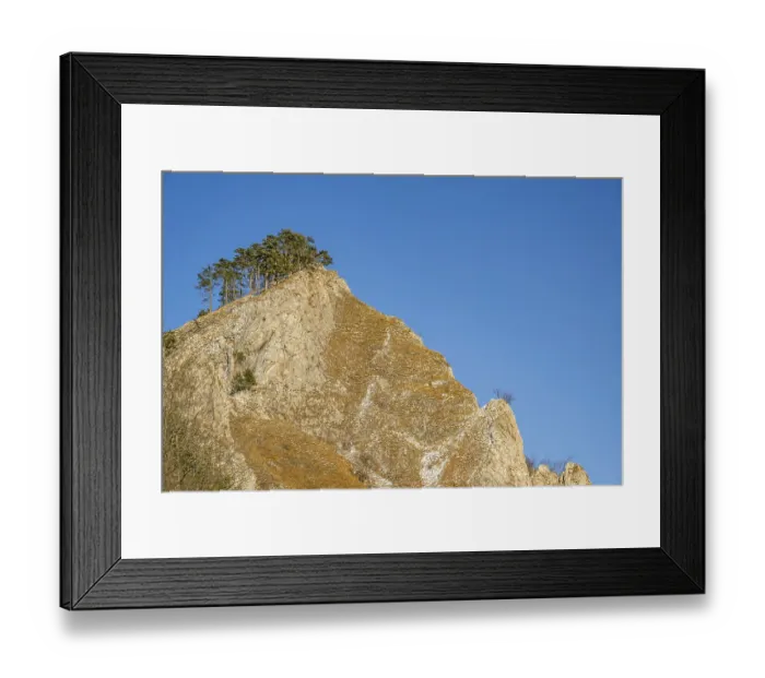 Framed Print : Scots pine (Pinus sylvestris) trees growing on a huge rock in winter