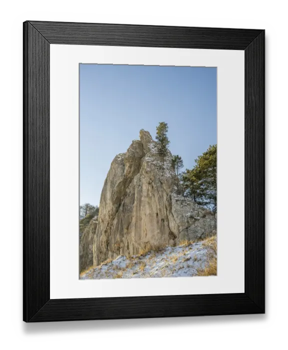 Framed Print : Scots pine (Pinus sylvestris) trees growing on a huge rock in winter