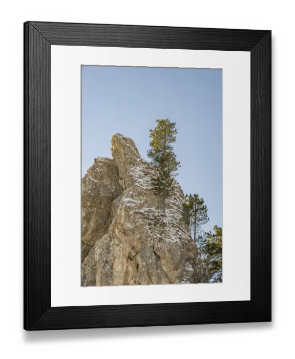 Framed Print : Scots pine (Pinus sylvestris) trees growing on a huge rock in winter