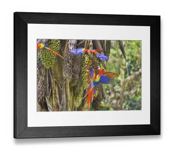 Framed Print : Scarlet Macaws (Ara macao), Corcovado National Park Framed Print : Scarlet Macaws (Ara macao), Corcovado National Park
