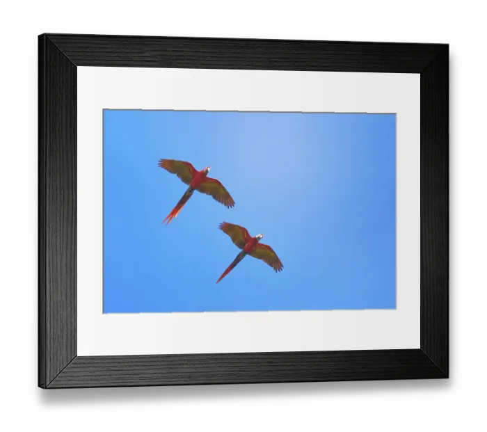 Framed Print : Scarlet Macaws (Ara macao) in flight