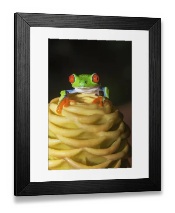 Framed Print : Red eyed tree frog (Agalychins callydrias) on yellow flower