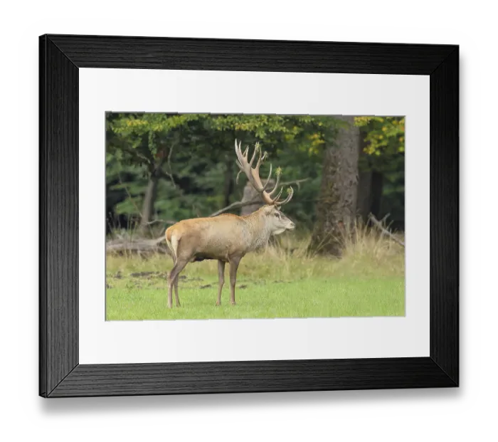 Framed Print : Red deer (Cervus elaphus) capital stag in a forest clearing during the rutting season