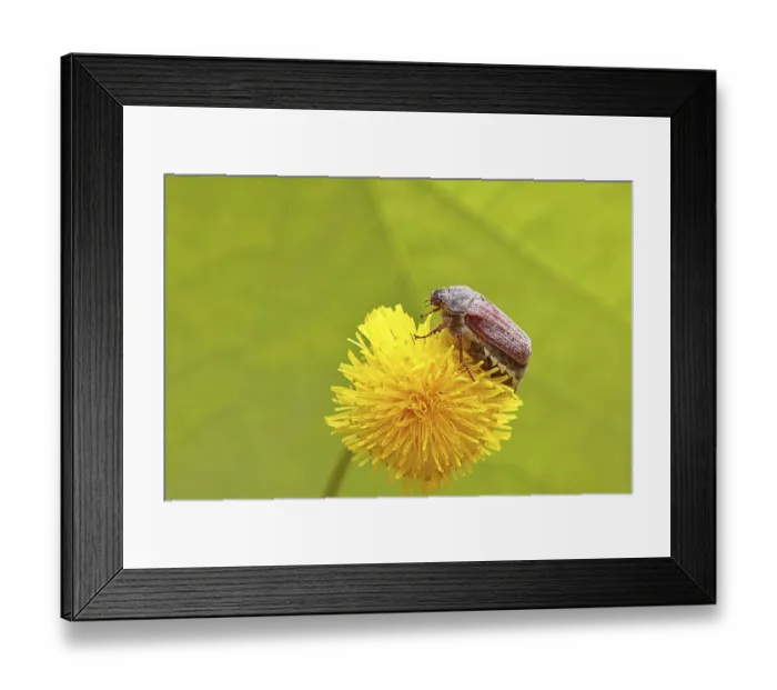 Framed Print : Maikafer, Feldmaikafer (Melolontha melolontha)
