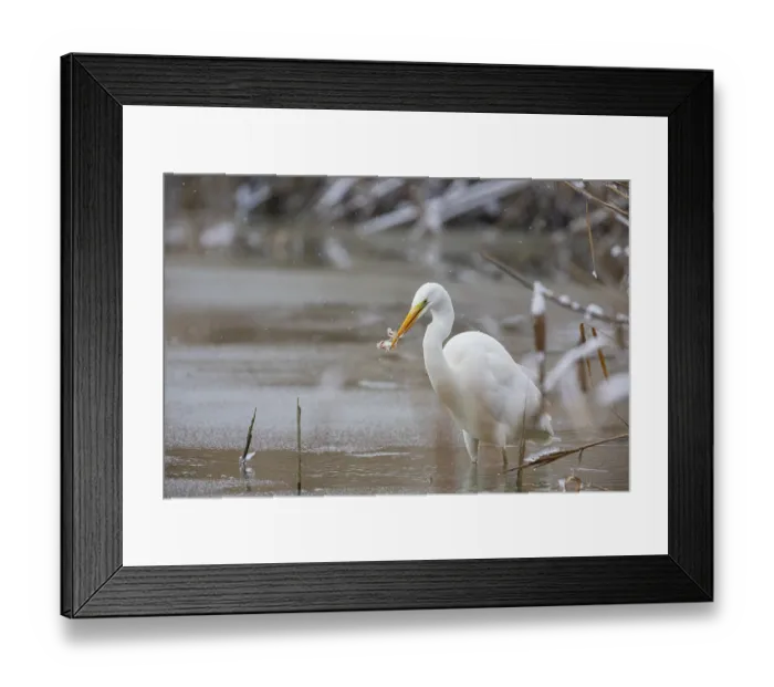 Framed Print : Great White Egret (Egretta alba) Germany