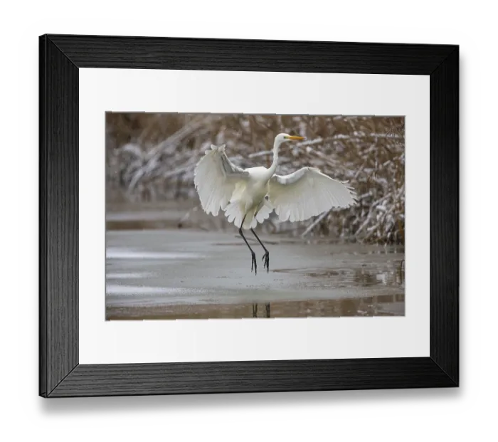 Framed Print : Great White Egret (Egretta alba) Germany