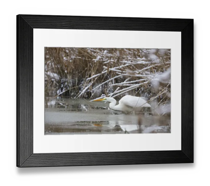 Framed Print : Great White Egret (Egretta alba) Germany