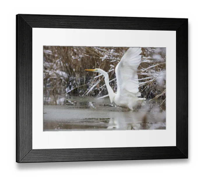 Framed Print : Great White Egret (Egretta alba) Germany