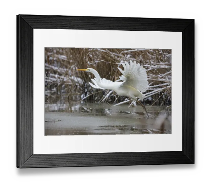 Framed Print : Great White Egret (Egretta alba) Germany