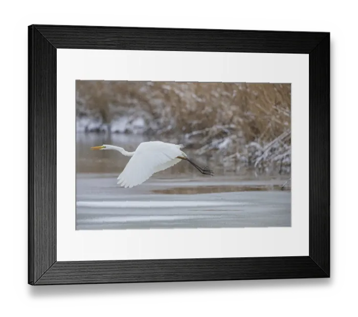 Framed Print : Great White Egret (Egretta alba) Germany Framed Print : Great White Egret (Egretta alba) Germany