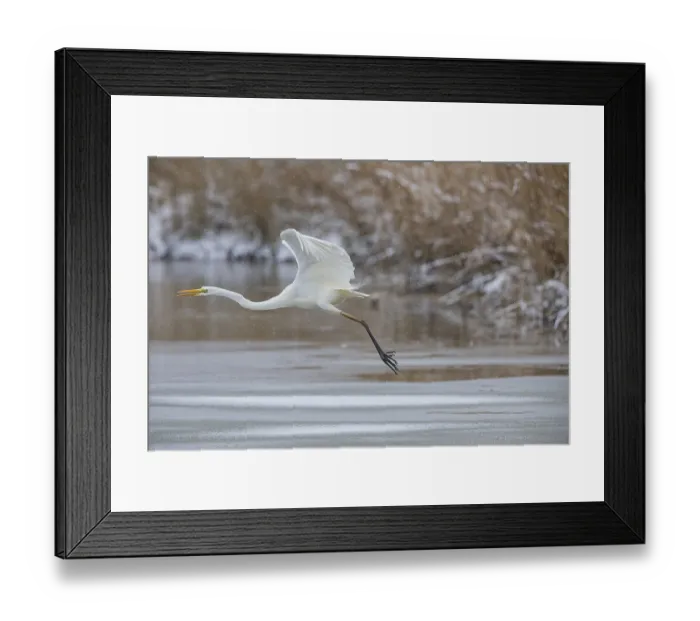 Framed Print : Great White Egret (Egretta alba) Germany Framed Print : Great White Egret (Egretta alba) Germany