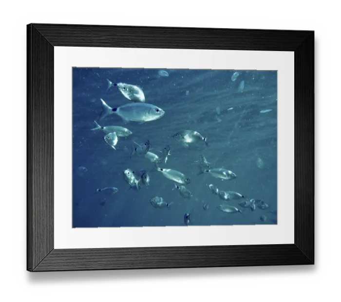 Framed Print : Ribbon bream (Oblada melanura) swim in a slightly murky Framed Print : Ribbon bream (Oblada melanura) swim in a slightly murky