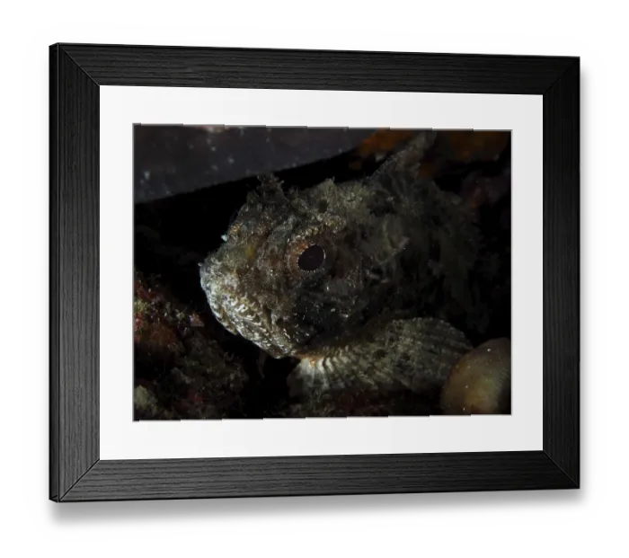 Framed Print : A Black scorpionfish (Scorpaena porcus) in the shade of an underwater habitat observing its surroundings Framed Print : A Black scorpionfish (Scorpaena porcus) in the shade of an underwater habitat observing its surroundings