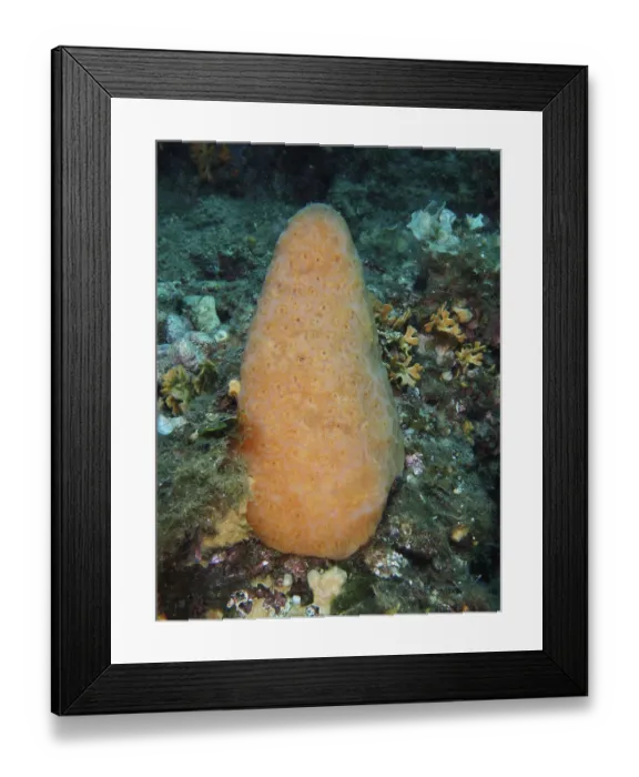Framed Print : Orange cone-shaped sea squirt (Aplidium conicum) on a reef