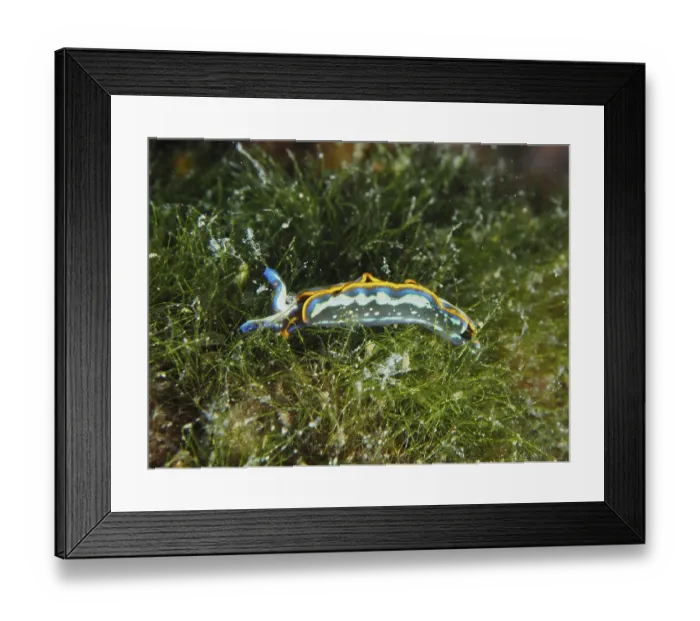 Framed Print : A colourful sea nudibranch, Hopes Elysia
