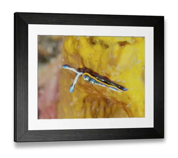 Framed Print : A colourful sea nudibranch, Hopes Elysia
