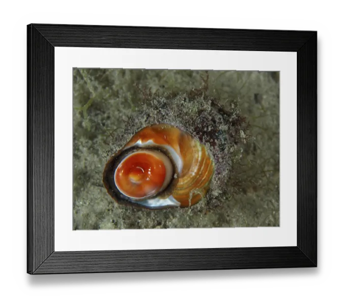 Framed Print : Nahaufnahme einer Meeresschnecke Framed Print : Nahaufnahme einer Meeresschnecke