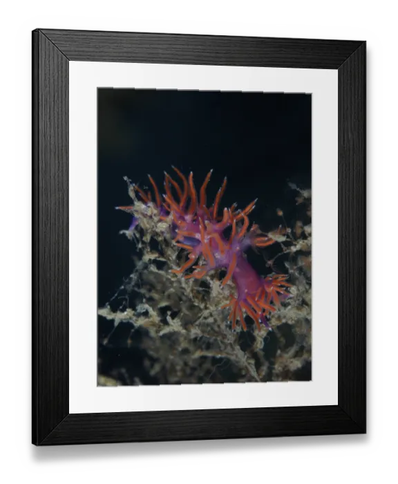 Framed Print : Eine leuchtend orange-violette Meeresschnecke Framed Print : Eine leuchtend orange-violette Meeresschnecke