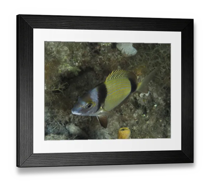 Framed Print : Ein Fisch mit gelben Flossen und Streifen