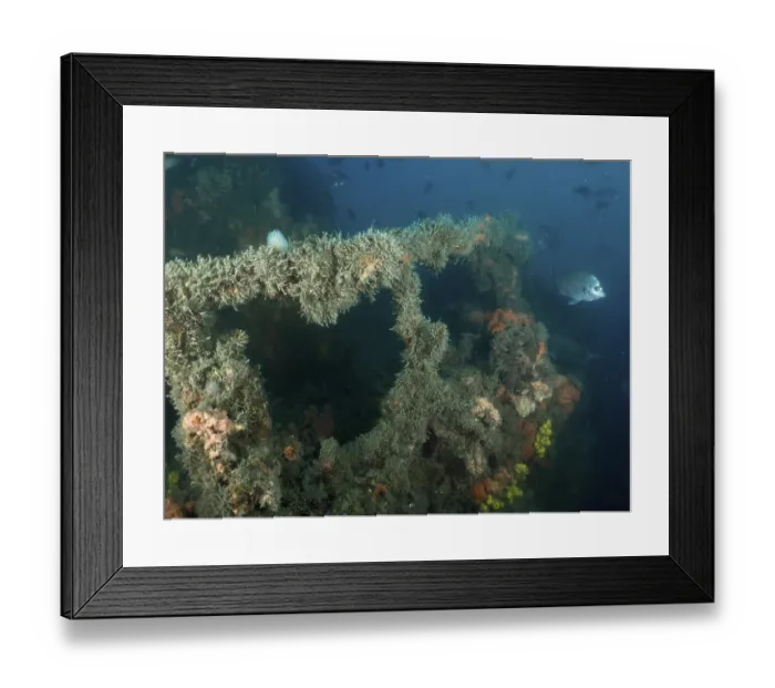 Framed Print : Railing of a shipwreck overgrown with algae and sponges