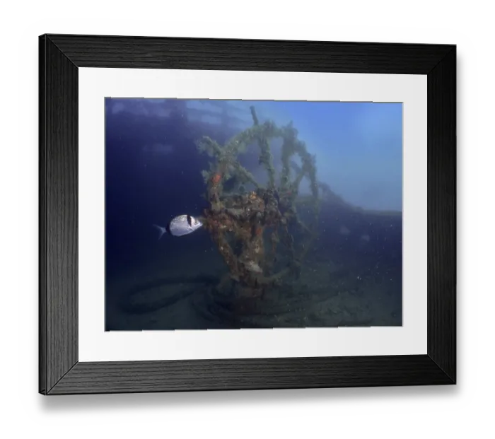 Framed Print : Algae-covered steering wheel of a wreck in the ocean