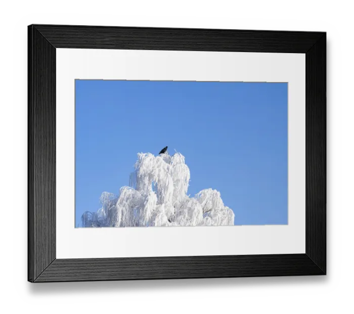 Framed Print : Carrion crow (Corvus corone) sitting on a Silver birch (Betula pendula)