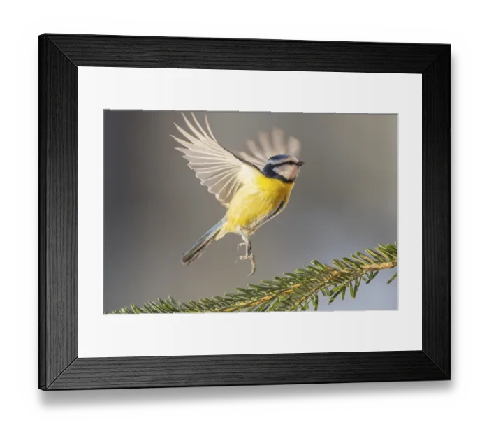 Framed Print : Eurasian blue tit (Cyanistes caeruleus) flying from a branch