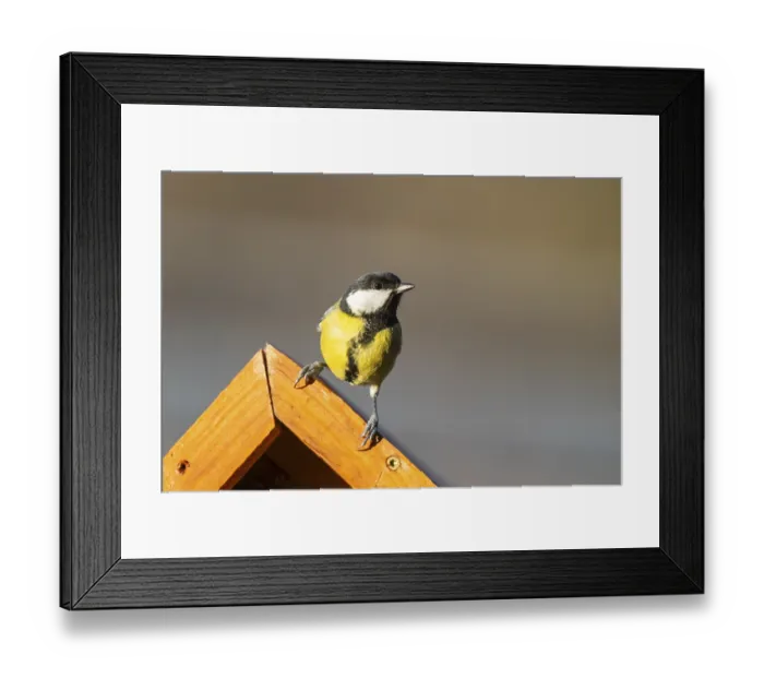 Framed Print : Great tit (Parus major) sitting on a fence