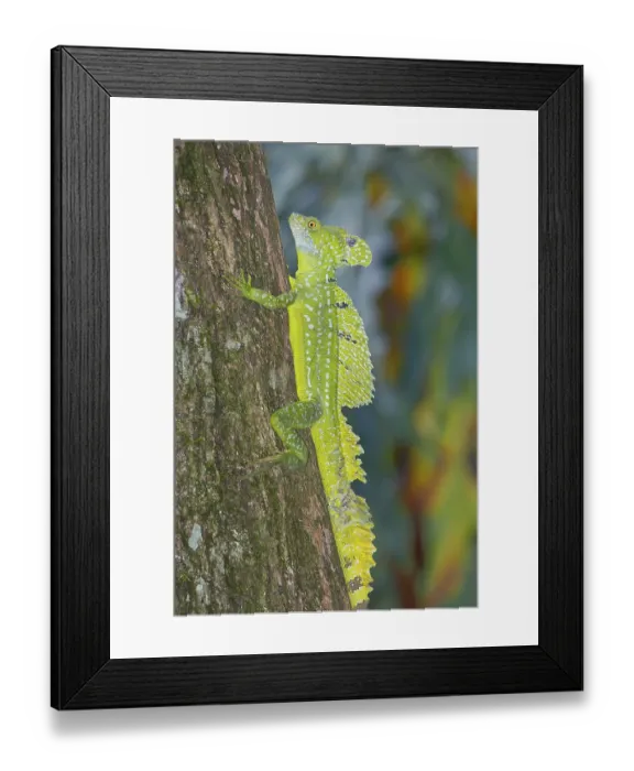 Framed Print : Plumed Basilisk (Basiliscus plumifrons) moving up tree Framed Print : Plumed Basilisk (Basiliscus plumifrons) moving up tree