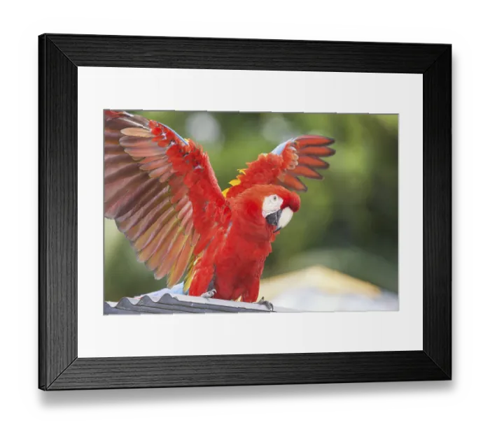 Framed Print : Scarlet Macaw (Ara macao) opening wings