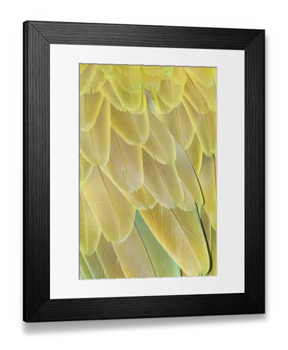 Framed Print : Military macaw (Ara militaris) feathers