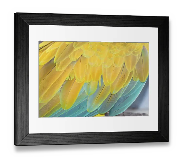 Framed Print : Military macaw (Ara militaris) feathers