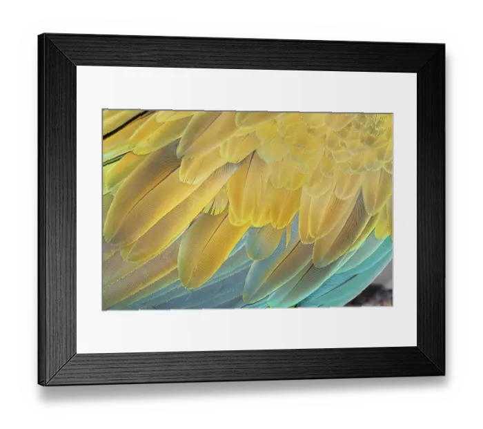 Framed Print : Military macaw (Ara militaris) feathers