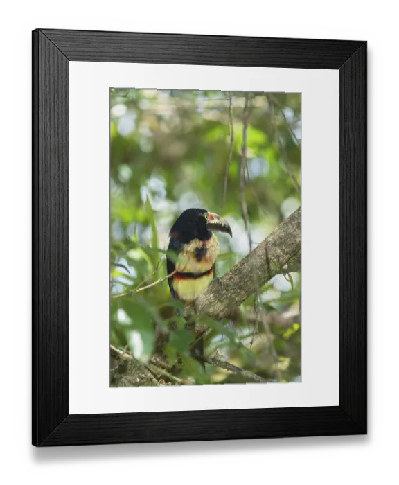 Framed Print : Collared Aracari (Pteroglossus torquatus) Framed Print : Collared Aracari (Pteroglossus torquatus)