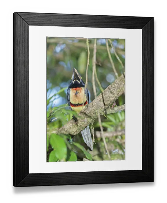 Framed Print : Collared Aracari (Pteroglossus torquatus) perched on tree Framed Print : Collared Aracari (Pteroglossus torquatus) perched on tree