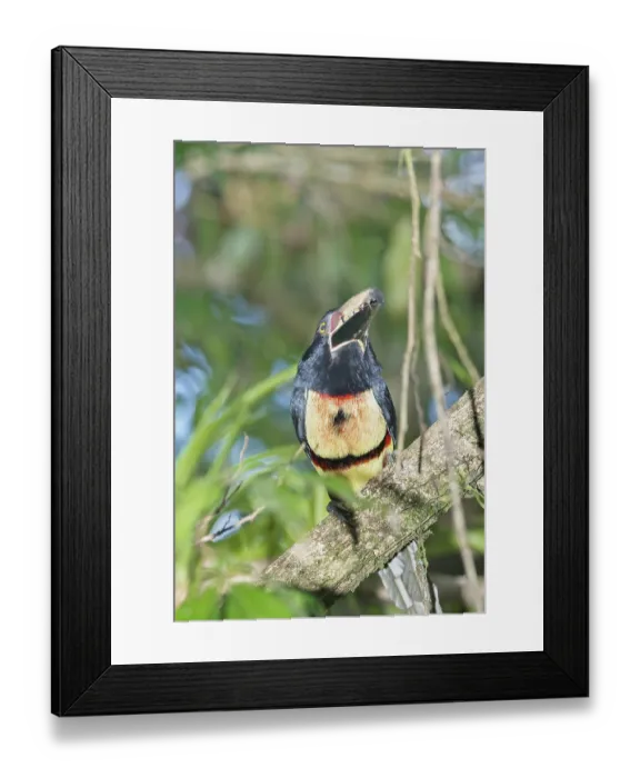 Framed Print : Collared Aracari (Pteroglossus torquatus) perched on tree