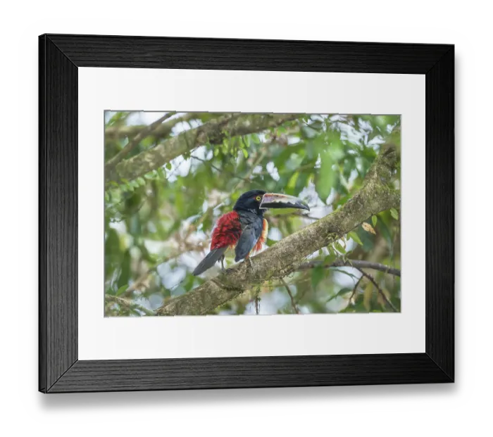 Framed Print : Collared Aracari (Pteroglossus torquatus) perched on tree