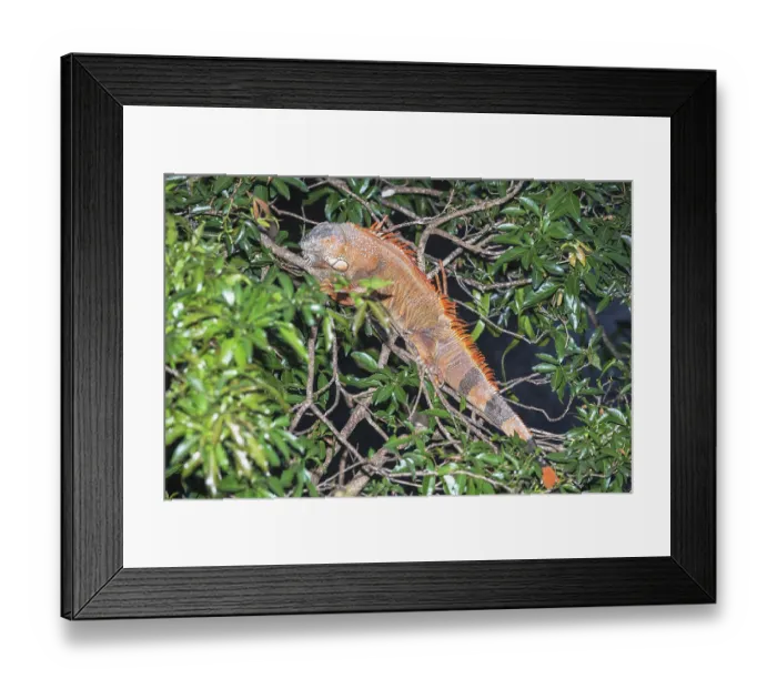 Framed Print : Green Iguana (Iguana Iguana), La Fortuna Framed Print : Green Iguana (Iguana Iguana), La Fortuna