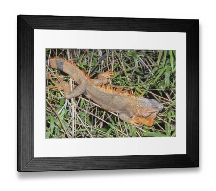 Framed Print : Green Iguana (Iguana Iguana), La Fortuna