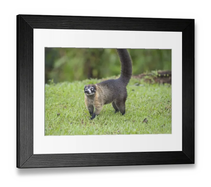 Framed Print : Coati (Nasua narica), Costa Rica, Central America