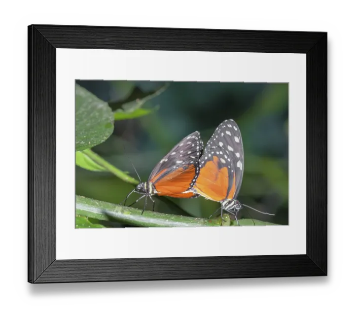 Framed Print : Monarch Butterflies, (heliconius hecale)