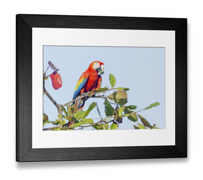 Framed Print : Scarlet Macaw (Ara macao) eating nut Framed Print : Scarlet Macaw (Ara macao) eating nut