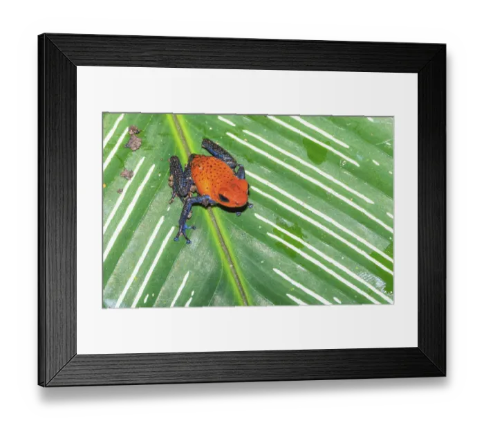 Framed Print : Blue jeans dart frog (Dendrobates pumilio) on a leaf