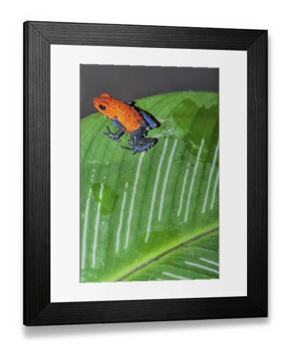 Framed Print : Blue jeans dart frog (Dendrobates pumilio) on a leaf