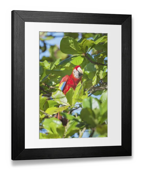 Framed Print : Scarlet Macaw (Ara macao) perching on a tree