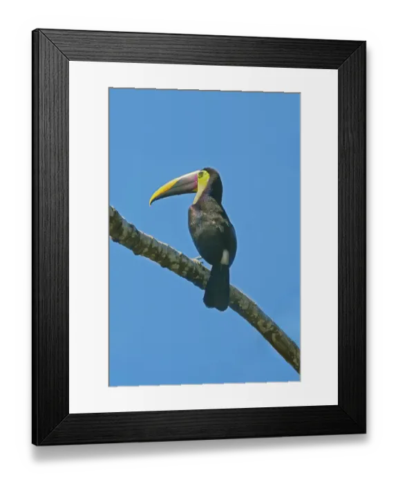 Framed Print : Chestnut-mandibled Toucan (Ramphastos swainsonii) perching on a tree