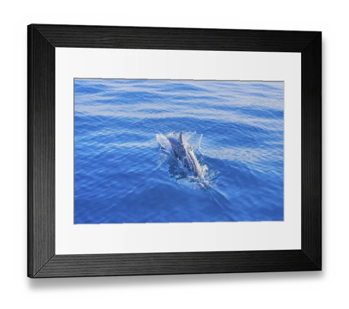 Framed Print : Pantropical spotted dolphin (Stenella attenuata) swimming