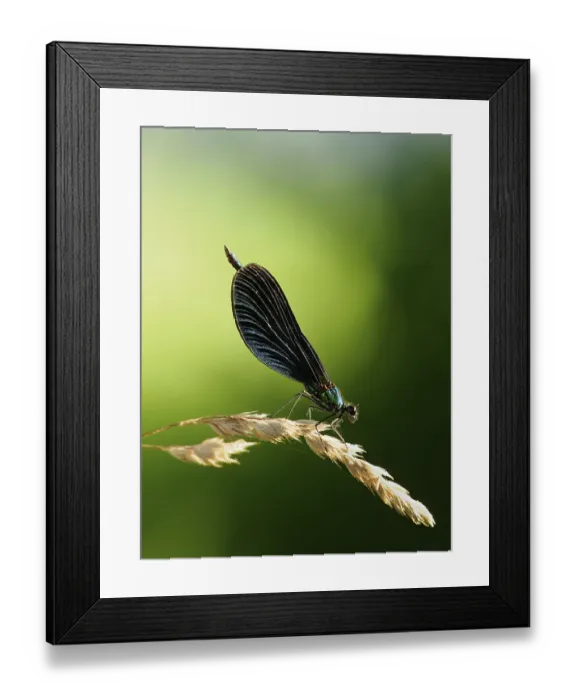 Framed Print : Blauflugel-Prachtlibelle, mannlich