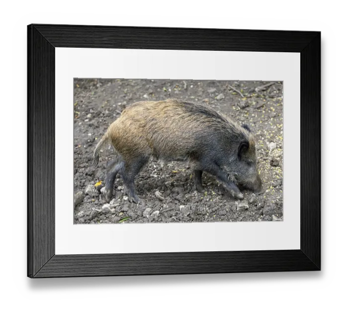 Framed Print : Wild boar scratching for food on the ground in the forest Framed Print : Wild boar scratching for food on the ground in the forest