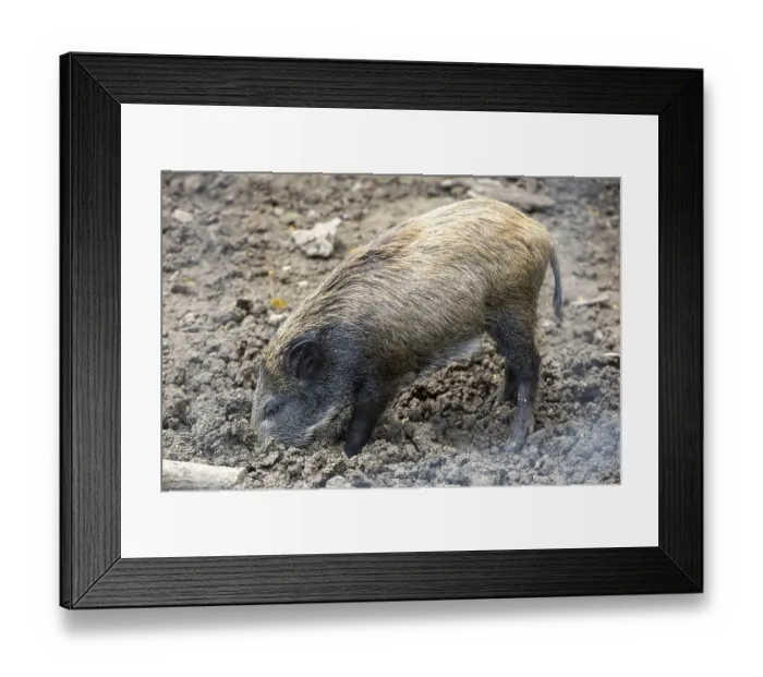 Framed Print : A small wild boar searches for food in the ground